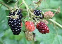 Blackberry fruit.jpg