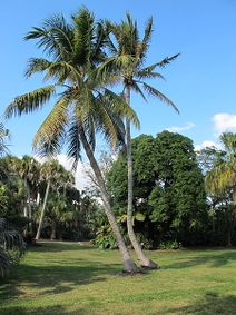 Cocos nucifera.jpg