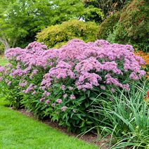 Eupatorium maculatum.jpg