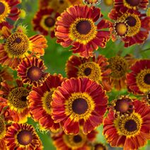 Helenium autumnale.jpg