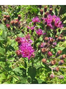 Vernonia baldwinii.jpg