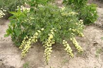 Baptisia bracteata.jpg