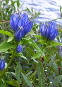 Gentiana clausa.jpg