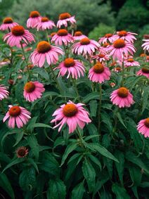 Echinacea purpurea.jpg