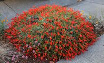 Epilobium canum.jpg