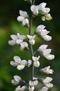 Baptisia alba.jpg