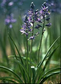 Camassia quamash.jpg