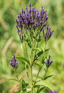 Verbena hastata.jpg