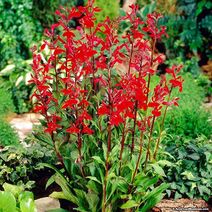 Lobelia cardinalis.jpg