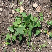 Polygonum convolvulus.jpg