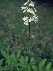 Penstemon multiflorus.jpg