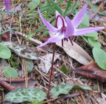 Erythronium hendersonii.jpg