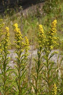 Solidago nemoralis.jpg