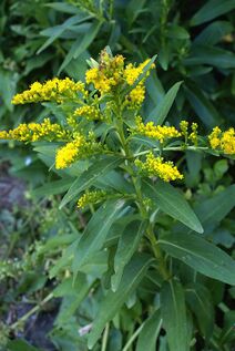 Solidago sempervirens.jpg