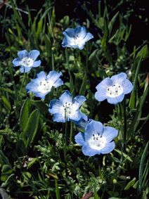 Nemophila menziesii.jpg