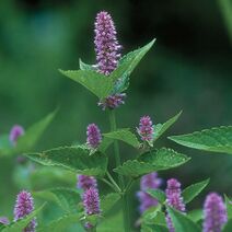 Agastache foeniculum.jpg