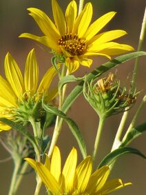 Helianthus maximiliani.jpg