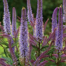 Veronicastrum virginicum.jpg