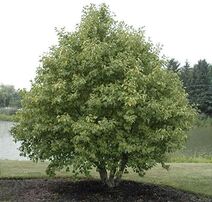 Alnus rugosa.jpg