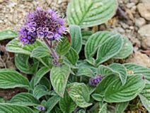 Phacelia californica.jpg