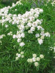 Pycnanthemum tenuifolium.jpg