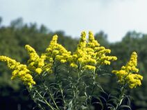 Solidago speciosa.jpg