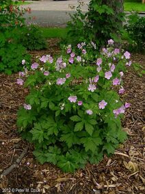 Geranium maculatum.jpg