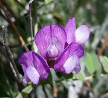 Vicia americana.jpg