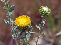 Grindelia camporum.jpg