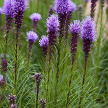 Liatris spicata.jpg