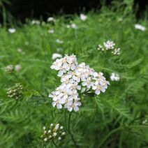 Achillea millefolium.jpg