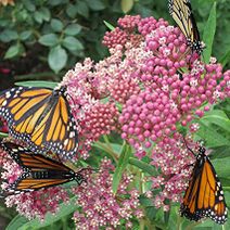 Asclepias incarnata.jpg